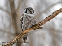 819A3889Hawk_Owl_Nicolet_QC