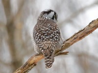 819A3899Hawk_Owl_Nicolet_QC