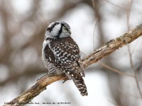 819A3907Hawk_Owl_Nicolet_QC