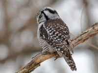 819A3909Hawk_Owl_Nicolet_QC