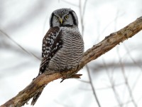819A3926Hawk_Owl_Nicolet_QC