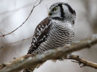 819A3948Hawk_Owl_Nicolet_QC