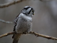 819A3951Hawk_Owl_Nicolet_QC