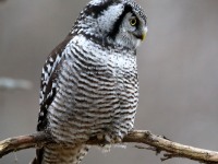 819A3955Hawk_Owl_Nicolet_QC