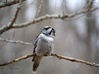 819A3958Hawk_Owl_Nicolet_QC