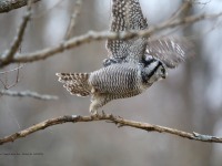 819A3961Hawk_Owl_Nicolet_QC