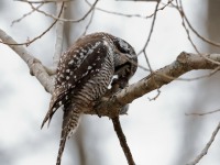 819A3970Hawk_Owl_Nicolet_QC