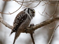 819A3988Hawk_Owl_Nicolet_QC