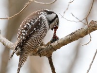 819A4003Hawk_Owl_Nicolet_QC