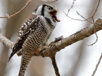 819A4011Hawk_Owl_Nicolet_QC