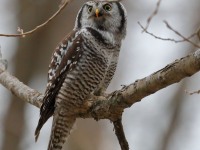 819A4017Hawk_Owl_Nicolet_QC