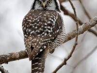 819A4020Hawk_Owl_Nicolet_QC