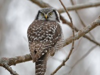 819A4027Hawk_Owl_Nicolet_QC