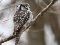 819A4031Hawk_Owl_Nicolet_QC