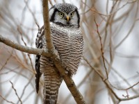 819A4035Hawk_Owl_Nicolet_QC