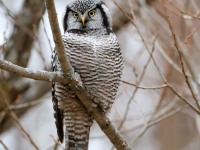 819A4040Hawk_Owl_Nicolet_QC