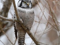 819A4044Hawk_Owl_Nicolet_QC