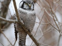 819A4055Hawk_Owl_Nicolet_QC