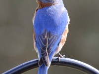 0J6A9379Eastern_Bluebird