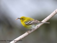 0J6A9535Pine_warbler