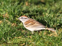 0J6A9564Chipping_Sparrow