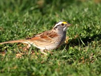 0J6A9595White-throated_Sparrow