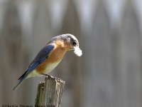 0J6A9660Eastern_Bluebird