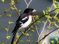 0J6A9788Red-Breasted_Grosbeak