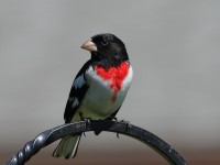 0J6A9792Red-Breasted_Grosbeak