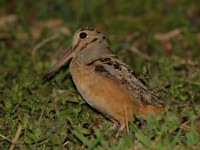 0J6A9888American_Woodcock