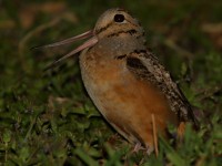 0J6A9892American_Woodcock