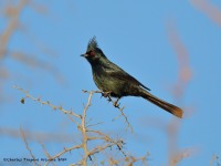 819A0361Phainopepla