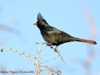 819A0372Phainopepla