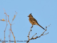 819A0383Phainopepla