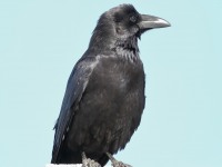 819A0472Raven