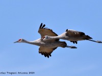 819A0551Sandhill_Cranes