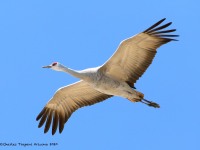 819A0593Sandhill_Crane