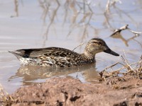 819A0635Green-winged_Teal