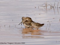 819A0666Long-billed_Dowitcher