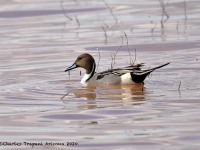 819A0721Northern_Pintail