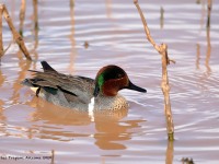 819A0808Gree-winged_Teal