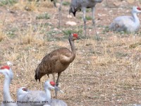 819A0835Sandhill_Crane