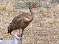 819A0836Sandhill_Crane