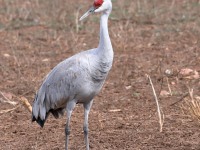 819A0850Sandhill_Crane