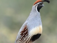 819A0936Gambels_Quail