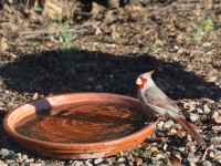 819A1014Pyrrhuloxia