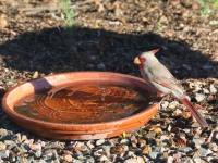 819A1017Pyrrhuloxia