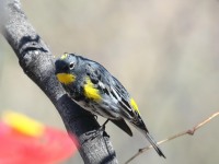 819A1054Yellow-rumped_Warbler_Audubons