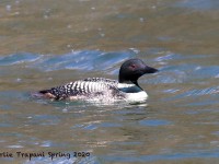 819A1217Common_Loon