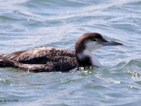 819A1249Common_Loon